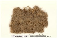 藏品(羽枝泥炭苔)的圖片